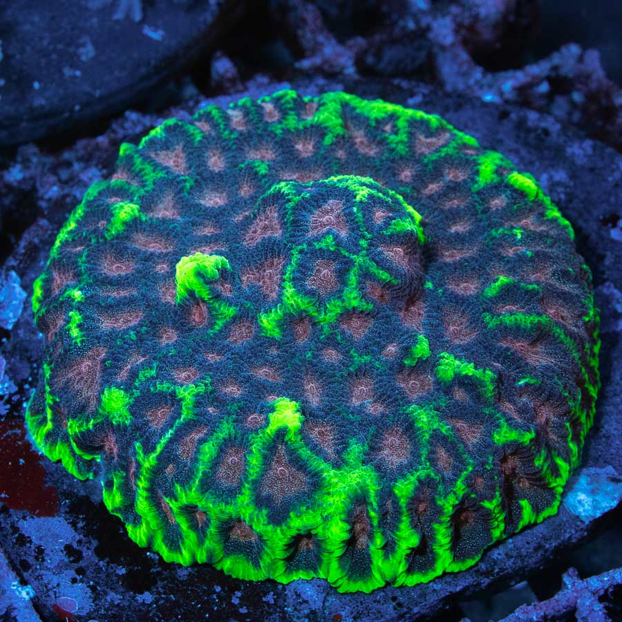 SBM Favia WWC Bejeweled 10 cm (ejemplar reproductor)