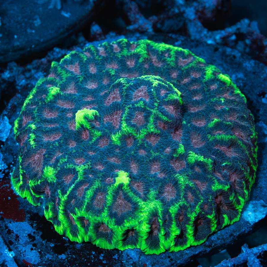 SBM Favia WWC Bejeweled 10 cm (ejemplar reproductor)