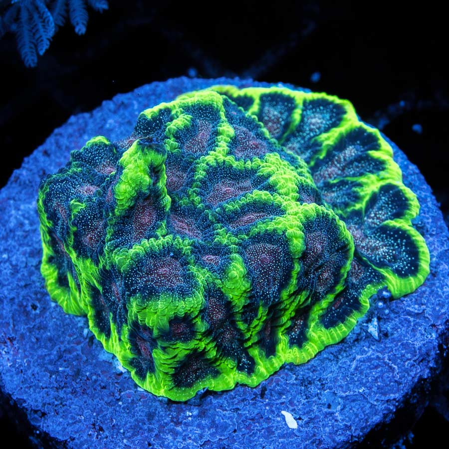 SBM Favia Bejeweled