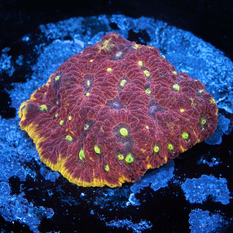 SBM Favia Big R Inferno (preciosa)(poca luz)