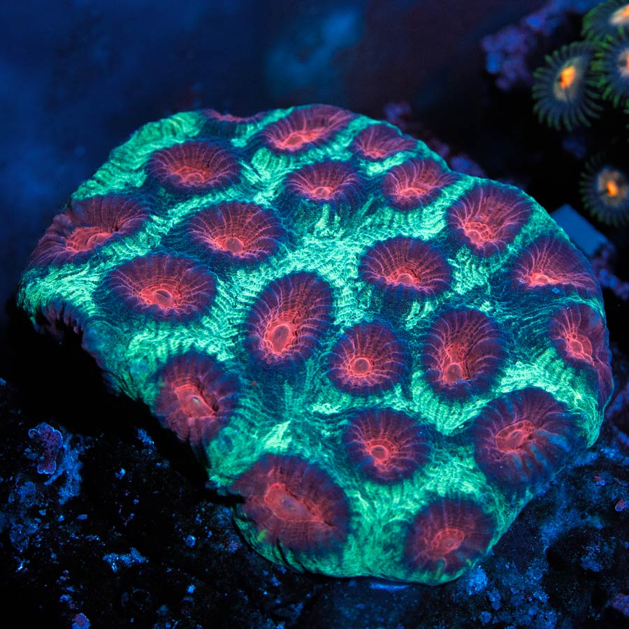 SBM Favia Christmas Md