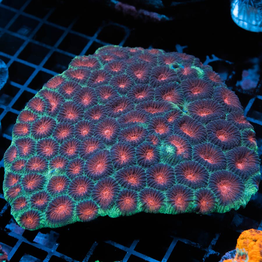 SBM Favia Christmas XXL 13 cm