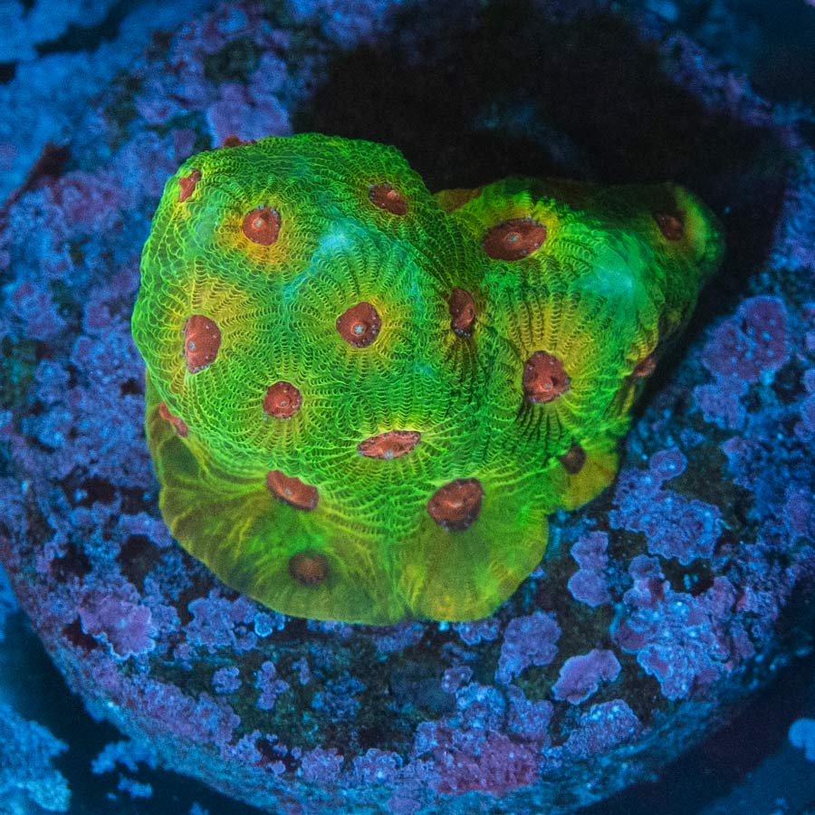 SBM Favia Fascination 3 cm(coleccionista)