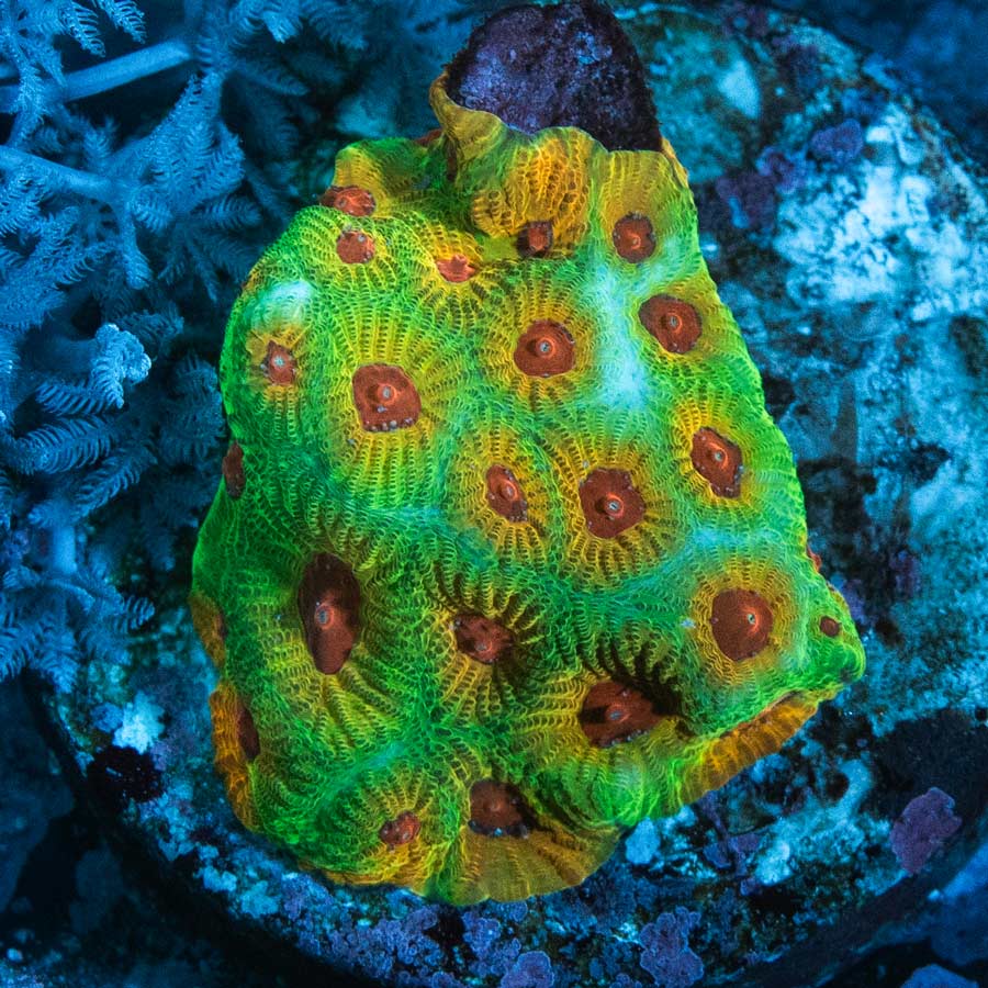 SBM Favia Fascination 4 cm (coleccionista)