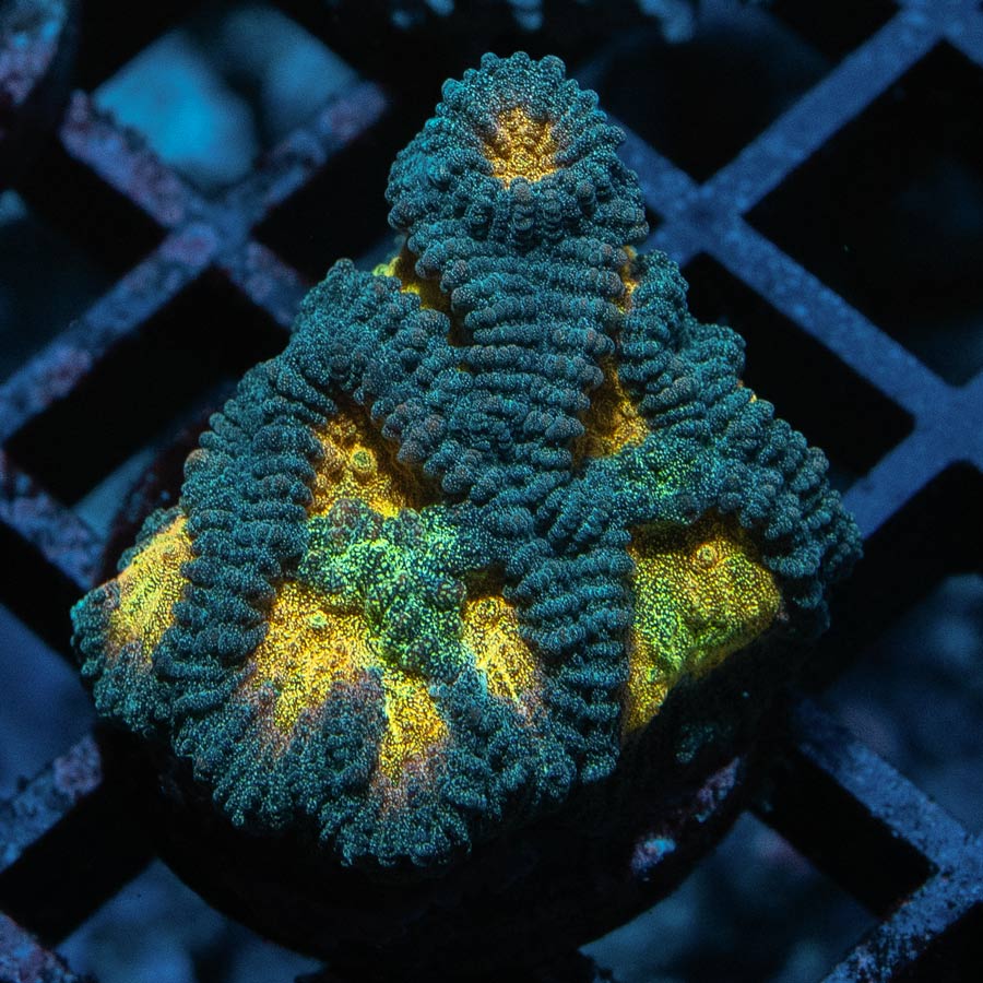 SBM Favia Pot Of Gold