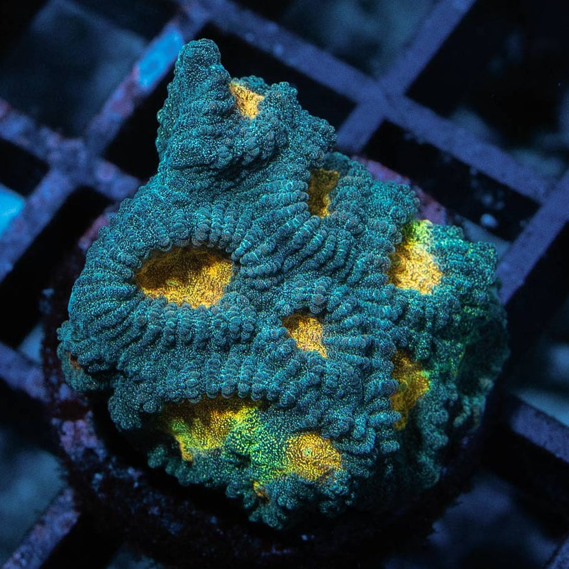 SBM Favia Pot Of Gold