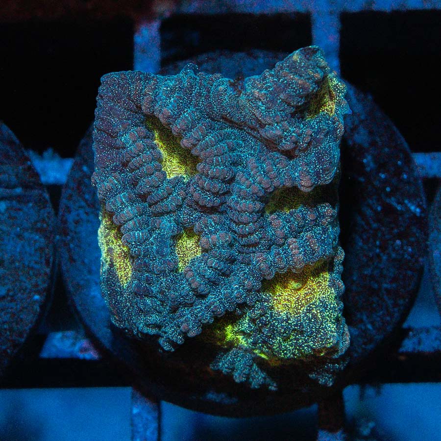 SBM Favia Pot Of Gold