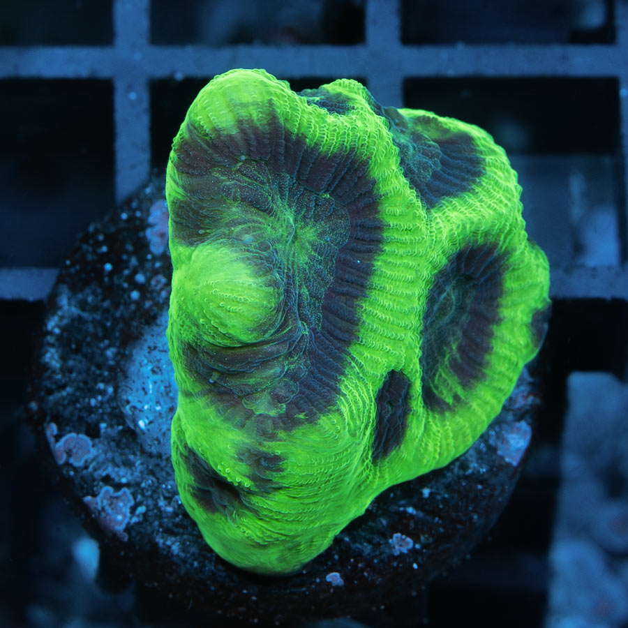 SBM Favia Brain