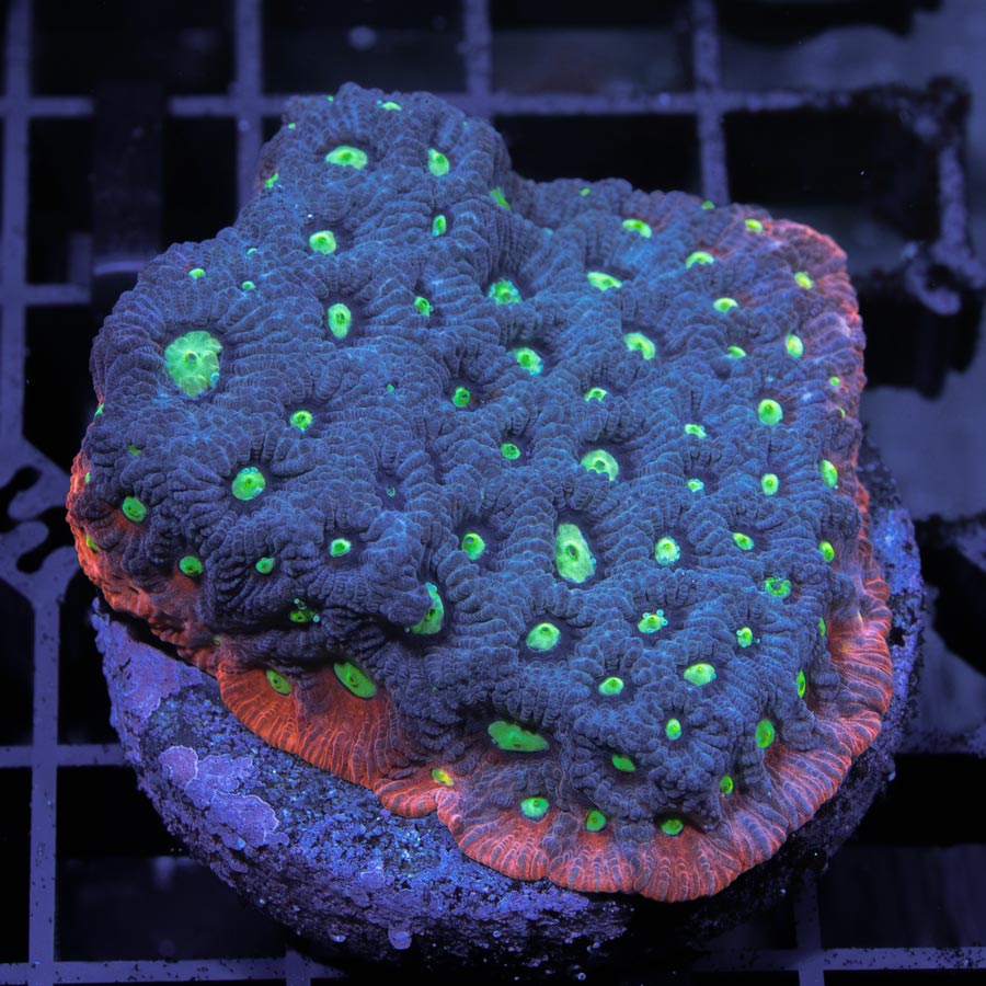 SBM Favites War Purple