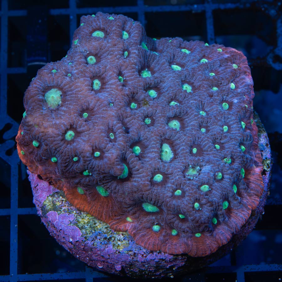 SBM Favites War Purple