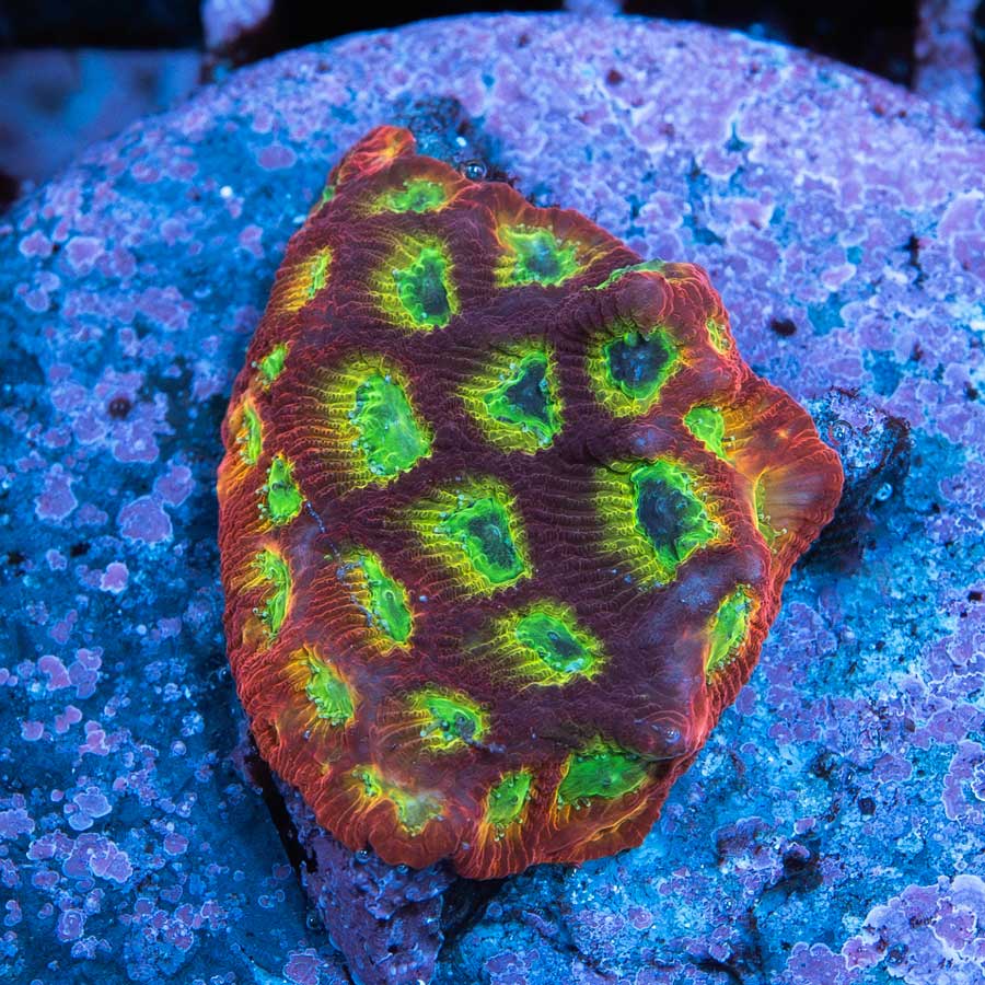 SBM Favites JF Sector 001