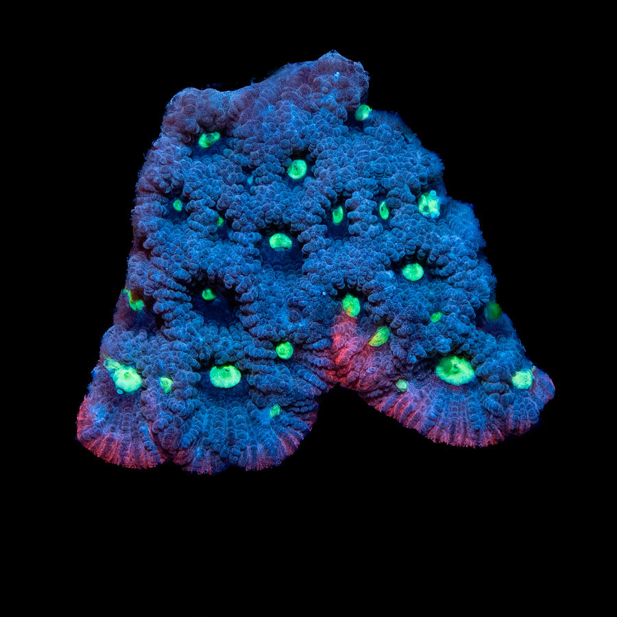 SBM Favites War Purple