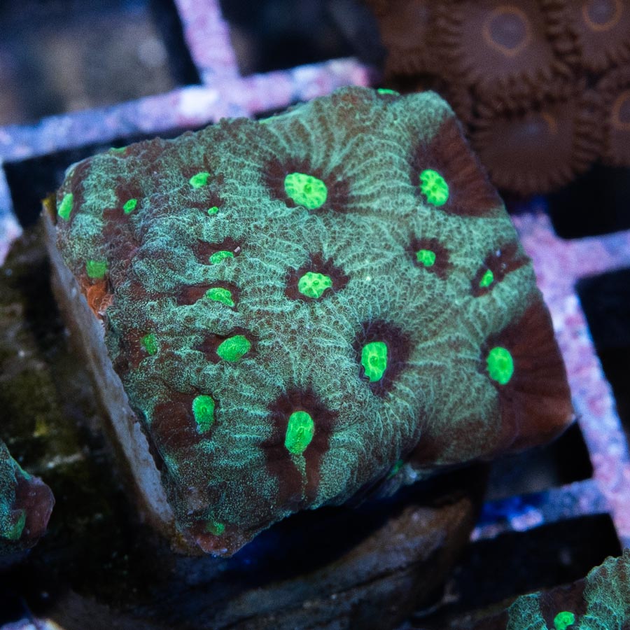 ,SBM Favites War Green