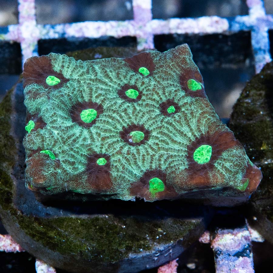 SBM Favites War Green