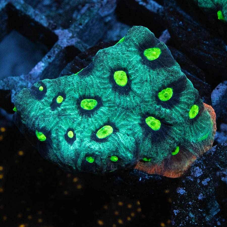 SBM Favites War Verde