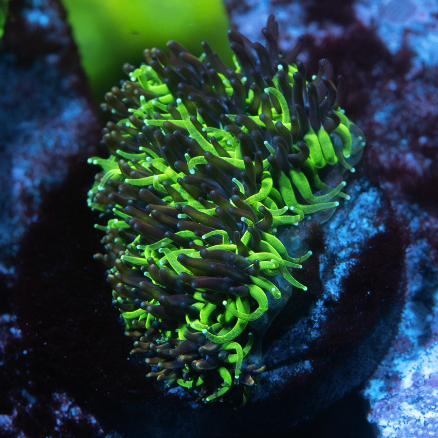 SBM Galaxea Bicolor