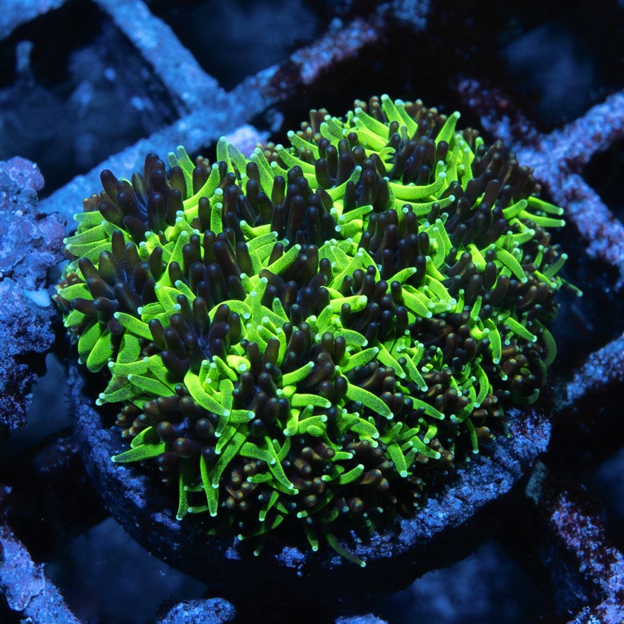 SBM Galaxea Bicolor