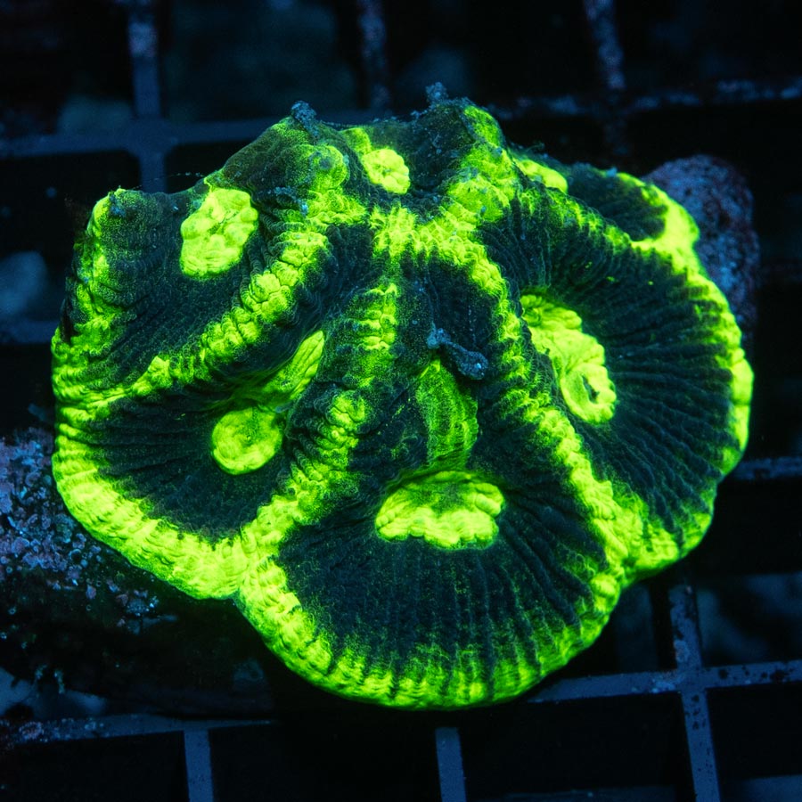 SBM Goniastrea Chernobyl 9 bocas (coleccionista)