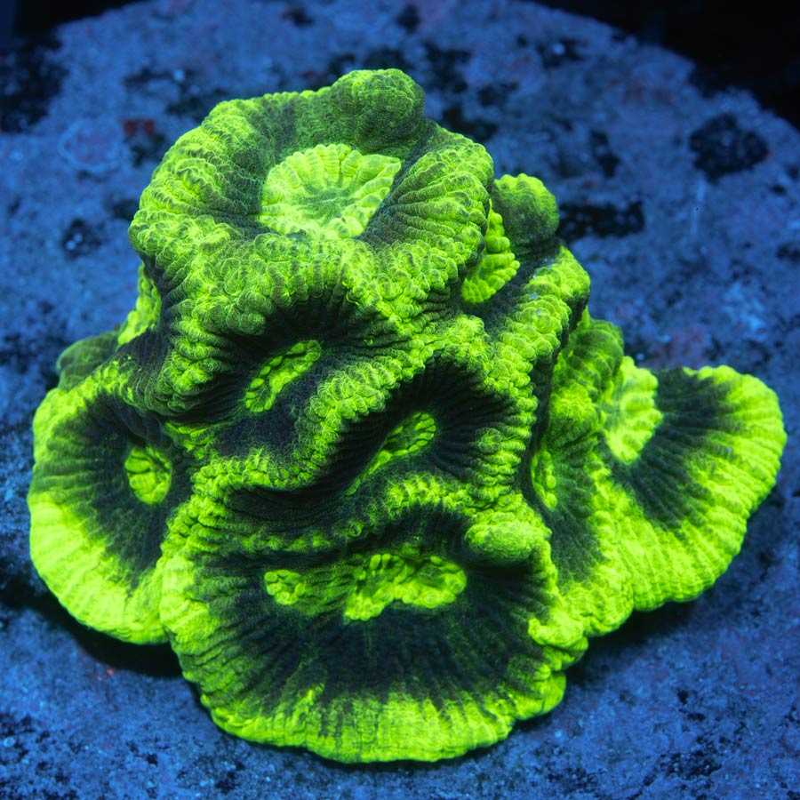 SBM Goniastrea Chernobyl (espectacular y resistente)