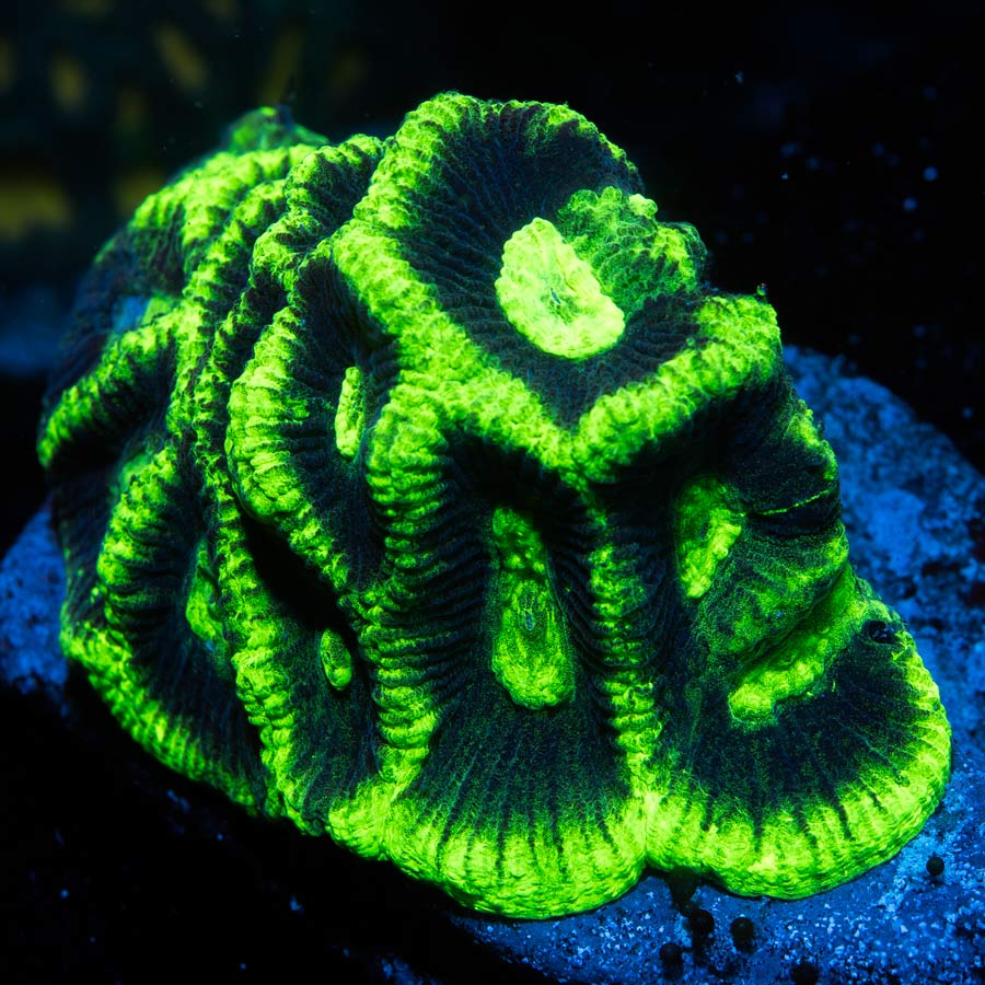 SBM Goniastrea Chernobyl (muy resistente)