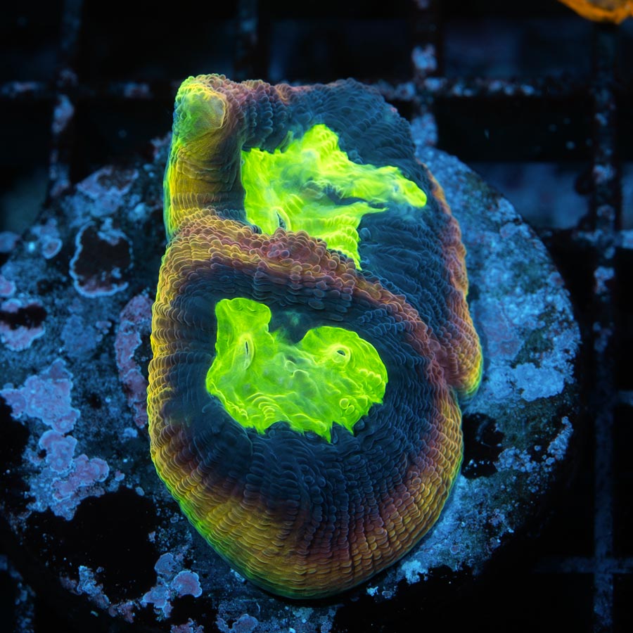 SBM Goniastrea Dragon Soul Ultra