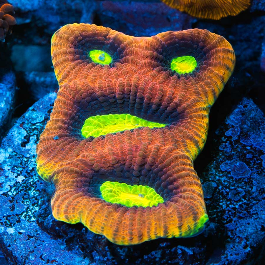 SBM Goniastrea Dragon Soul