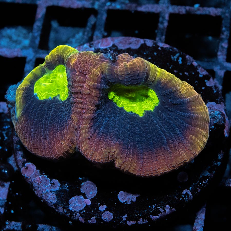 SBM Goniastrea Dragon Soul Superultra