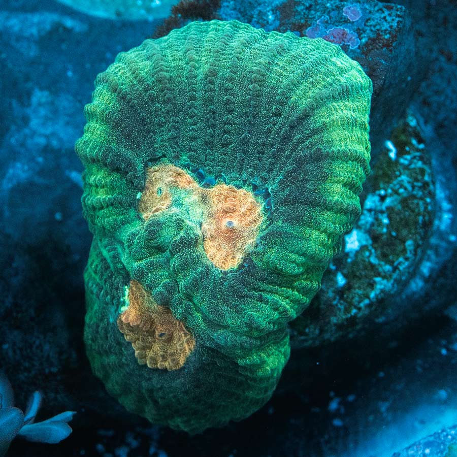 SBM Goniastrea Pink Ghost