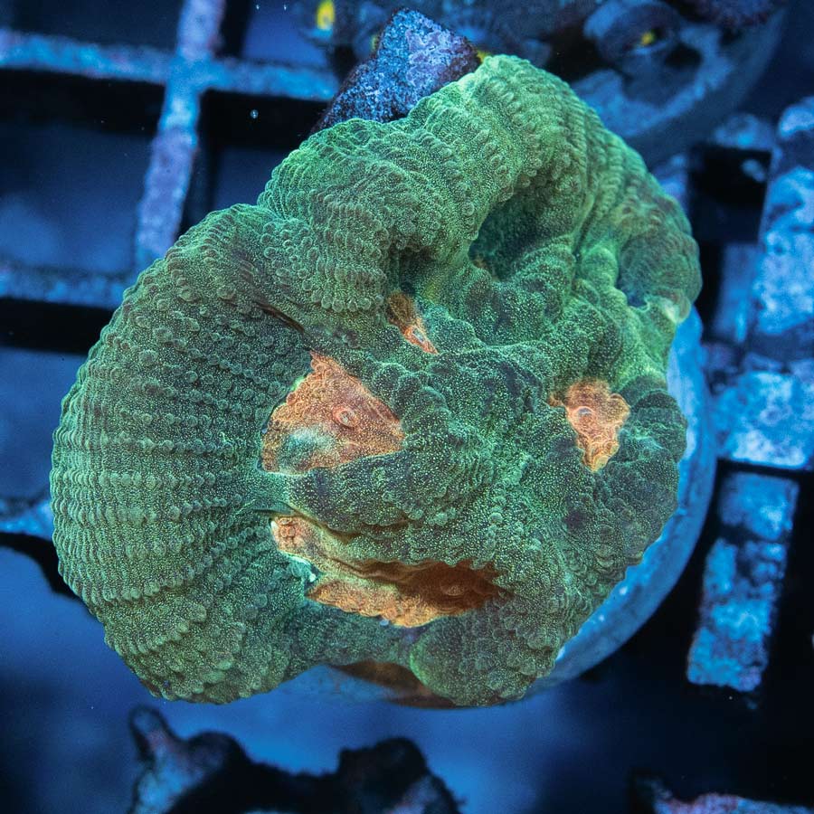 SBM Goniastrea Pink Ghost