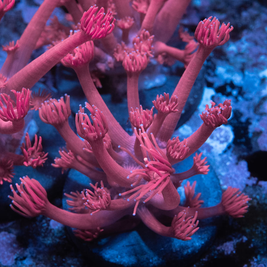 SBM Goniopora Rosa "Miss Piggy" (nacida en acuario, espectacular)