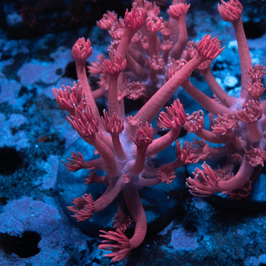 SBM Goniopora Rosa "Miss Piggy" (nacida en acuario) (espectacular)