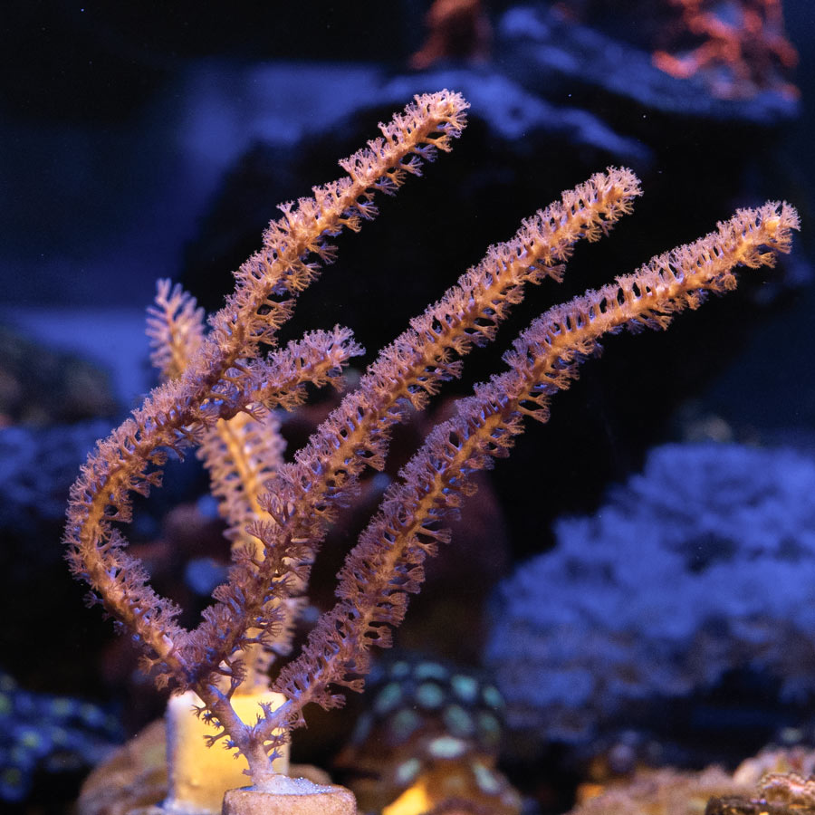 SBM Gorgonia Fotosintetica