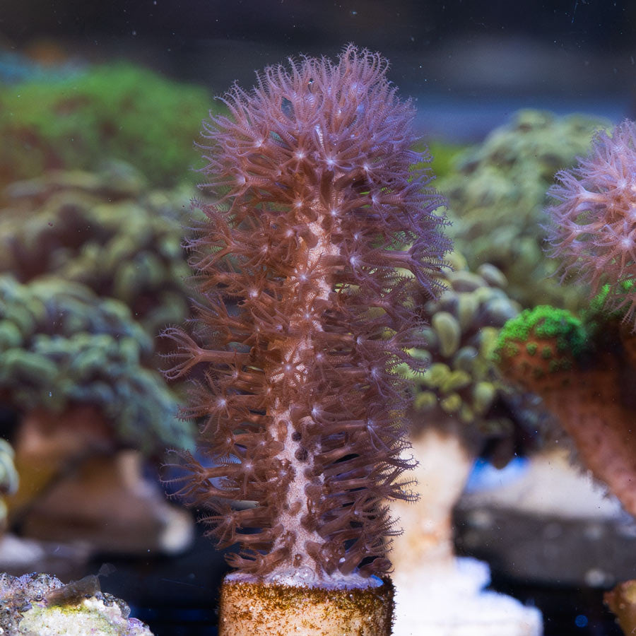 SBM Gorgonia Extragruesa