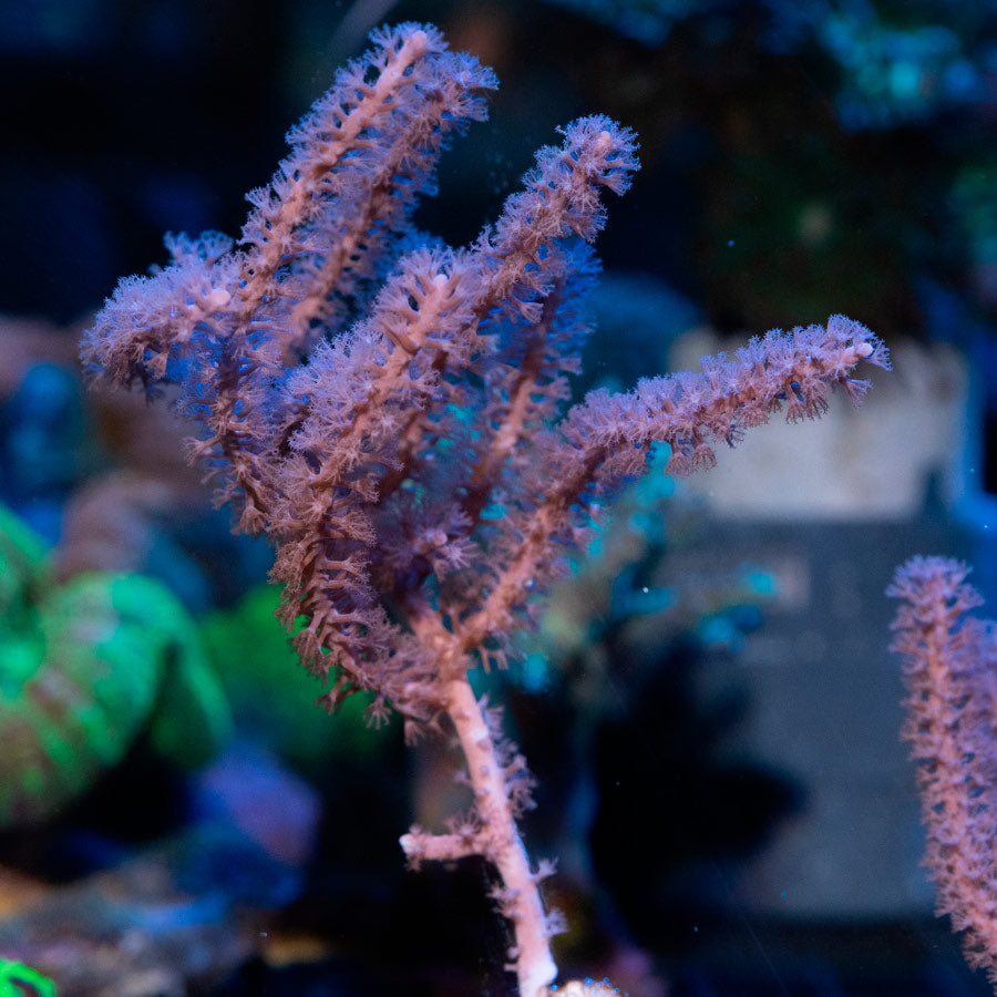 SBM Gorgonia Fotosintetica