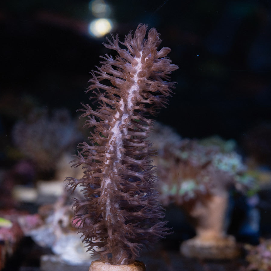 SBM Gorgonia Fotosintetica Extragruesa