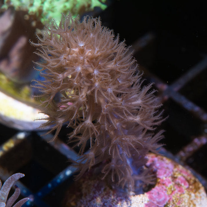 SBM Gorgonia Fotosintetica