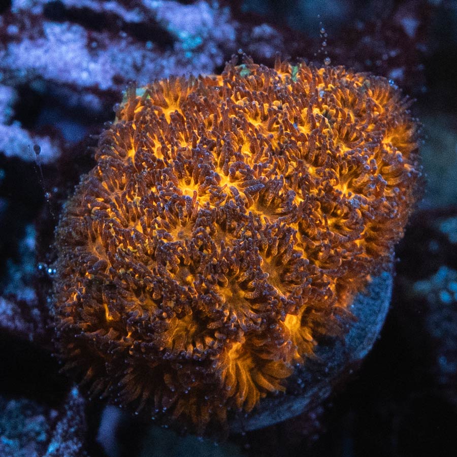 SBM Leptrastrea Honeycomb