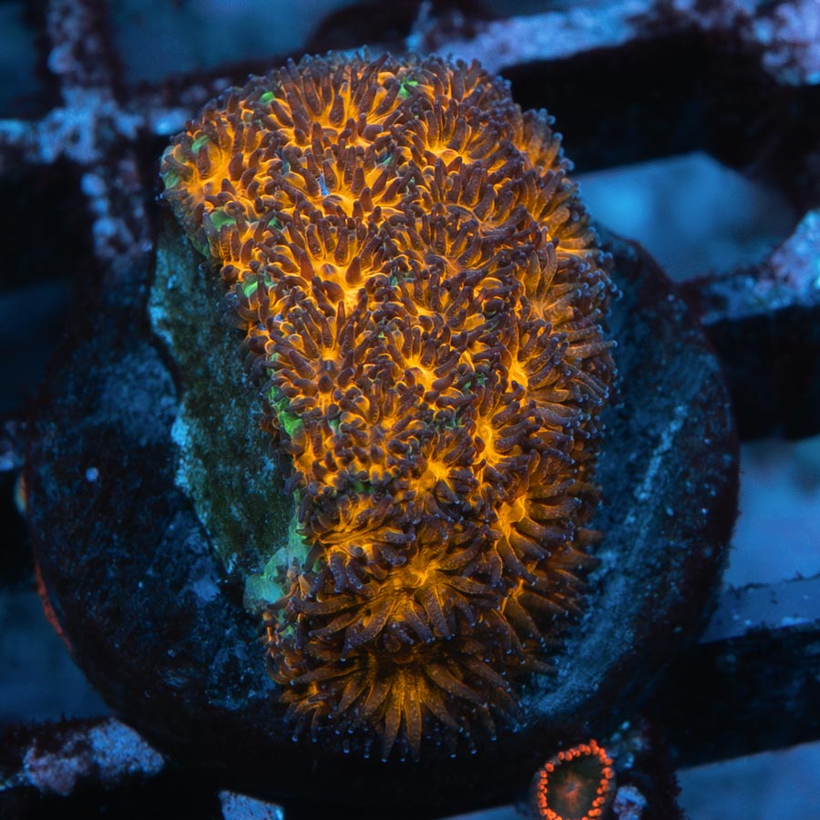 SBM Leptastrea Honeycomb