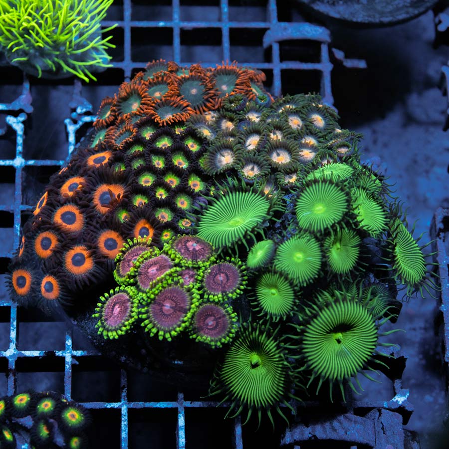 SBM Jardín de Zoanthus 10 cm