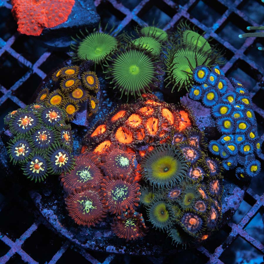 SBM Jardín Zoanthus +- 70 pol