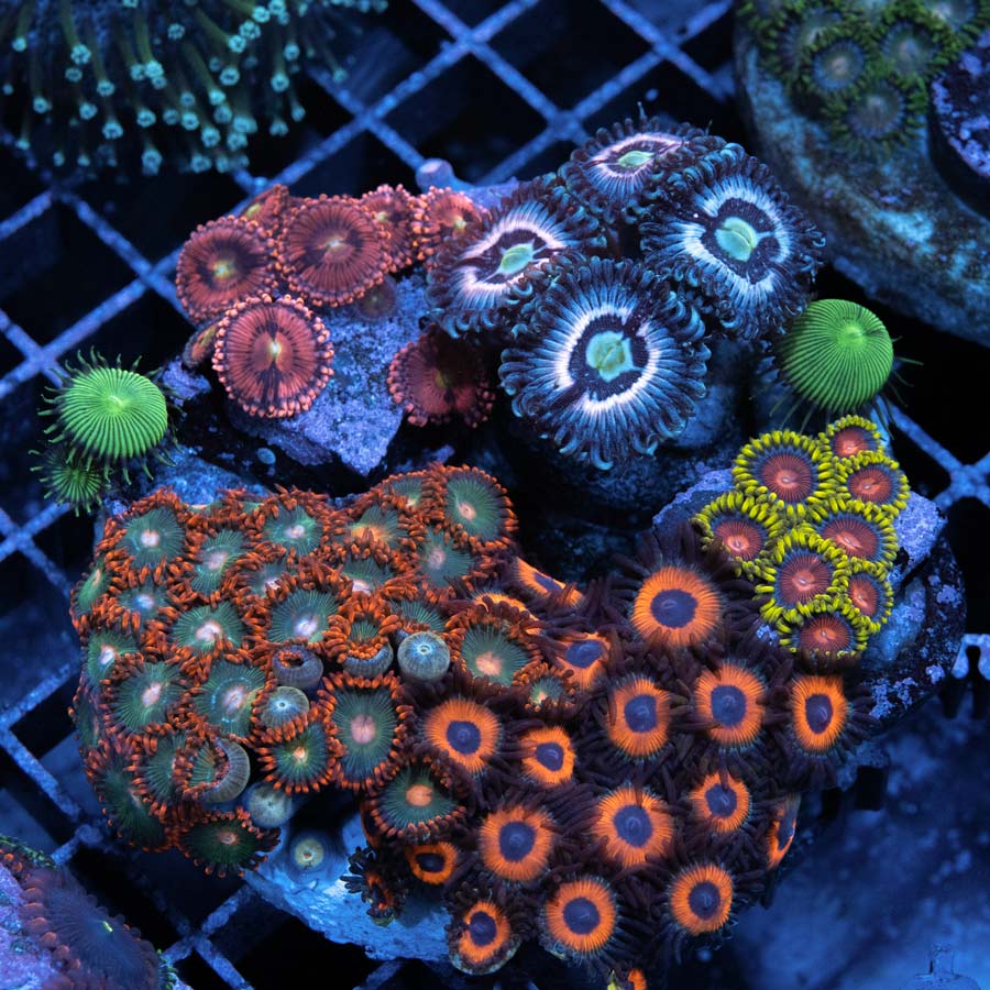 SBM Garden Zoanthus 50 pol