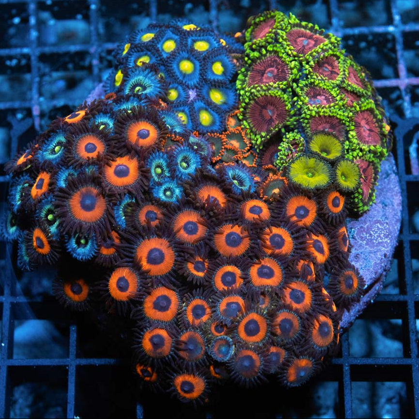 SBM Garden Zoanthus +-70 pol