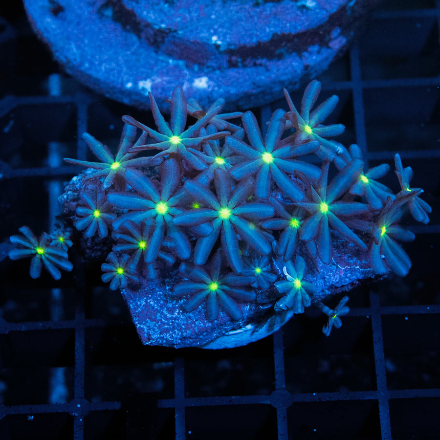 SBM Knopia Papaya