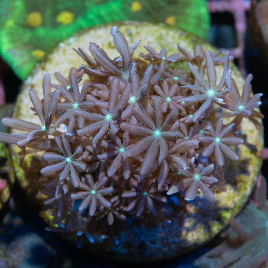 SBM Knopia Papaya 6 cm