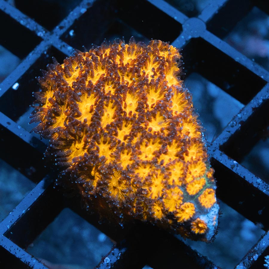 SBM Leptastrea Honeycomb