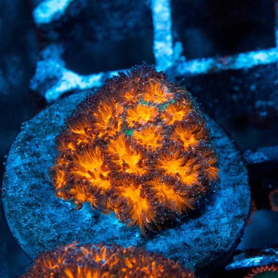 SBM Leptastrea Honeycomb