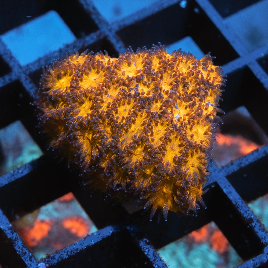 SBM Leptastrea Honeycomb
