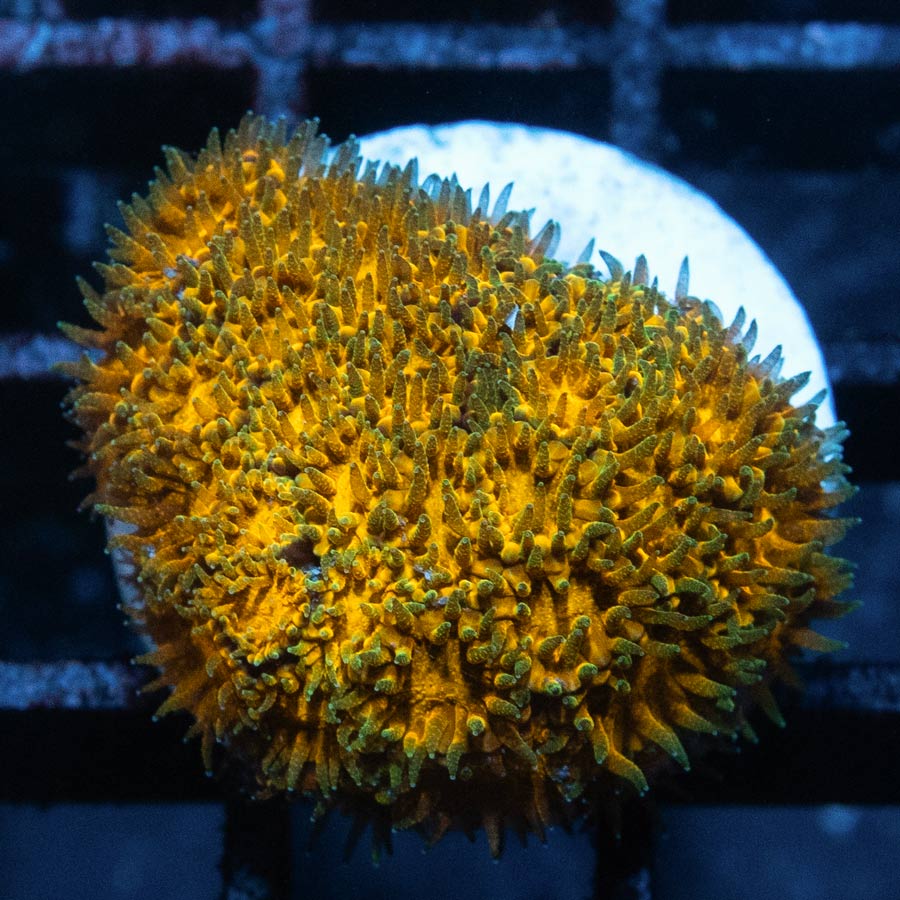 SBM Leptastrea John Deere