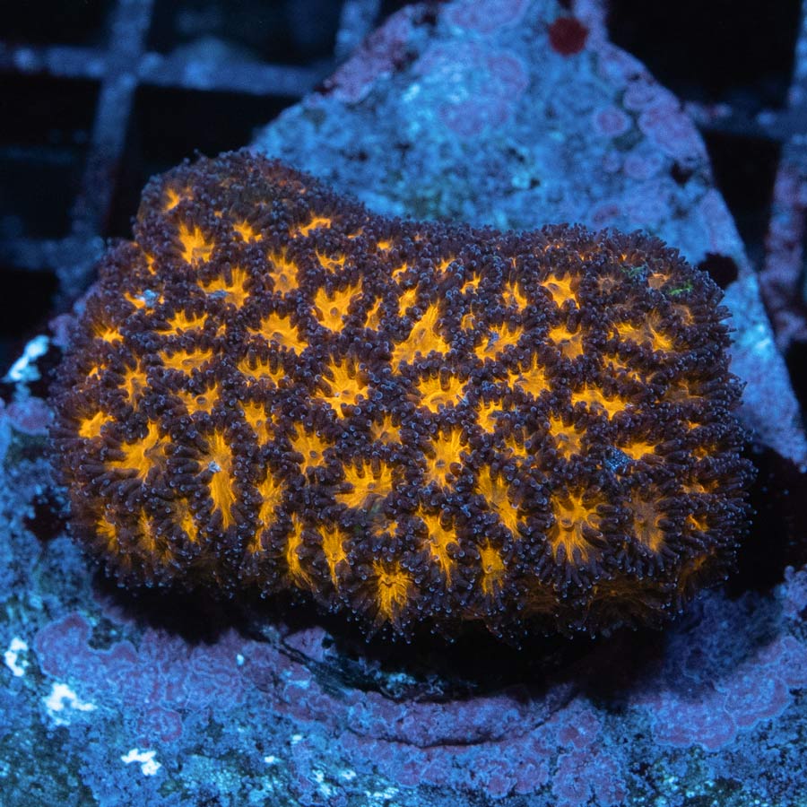 SBM Leptastrea Honeycomb