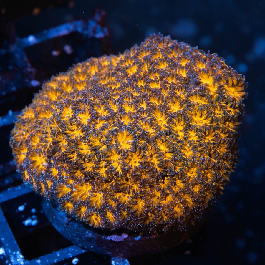 SBM Leptastrea Honeycomb